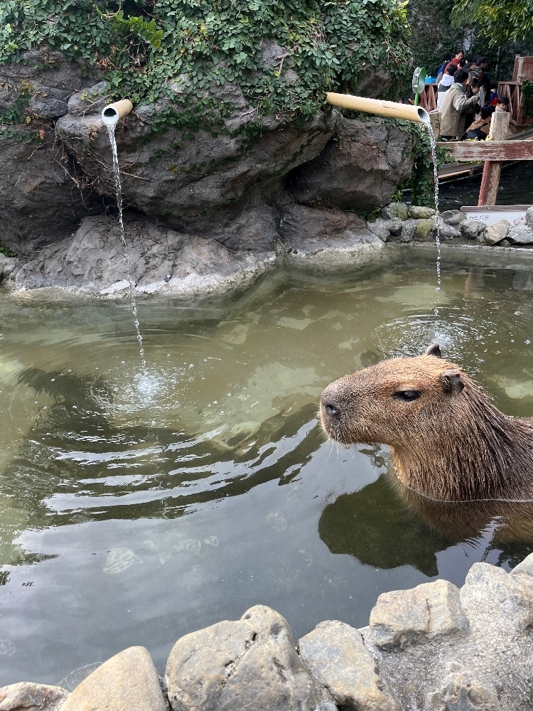 あや