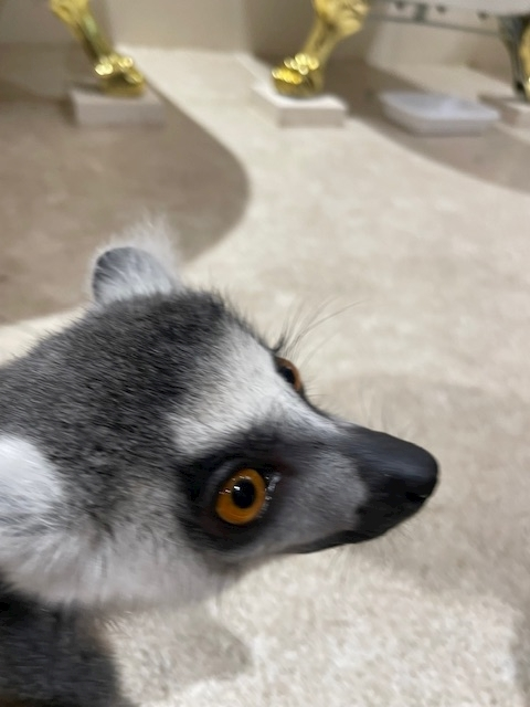 愛川 らん