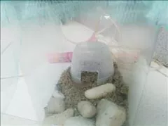 愛羽 仁美