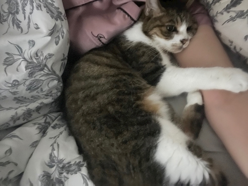 メイ