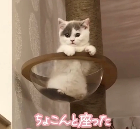 ゆか