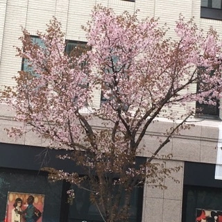 蓮見 リア