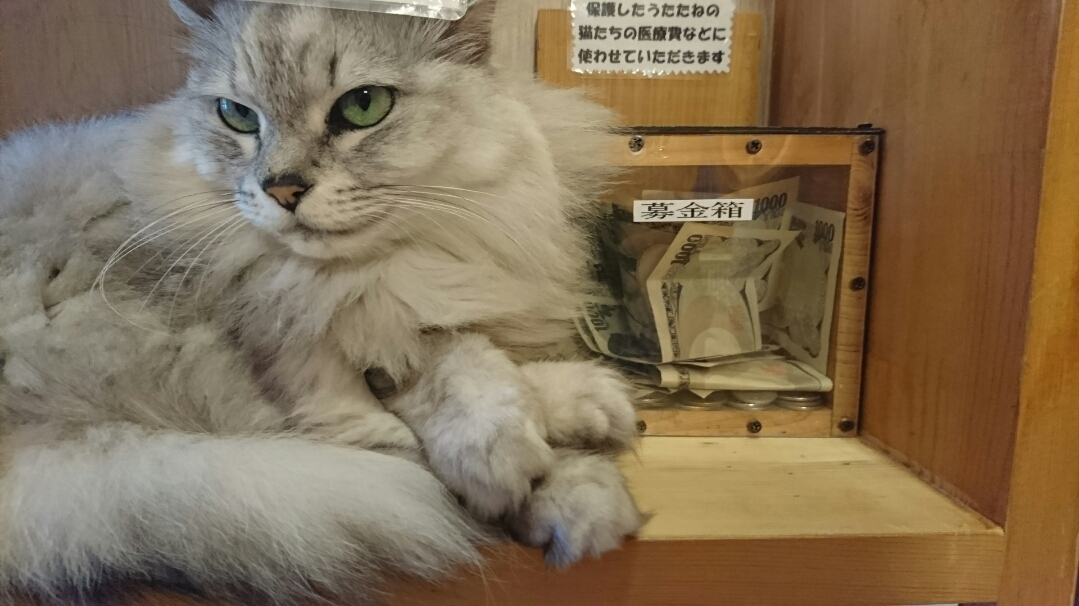 五条 椿