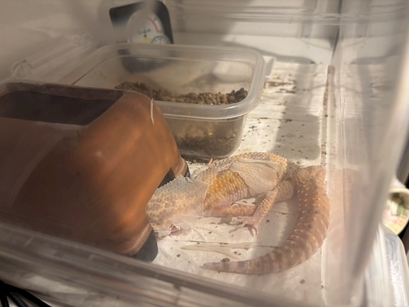 ナナ