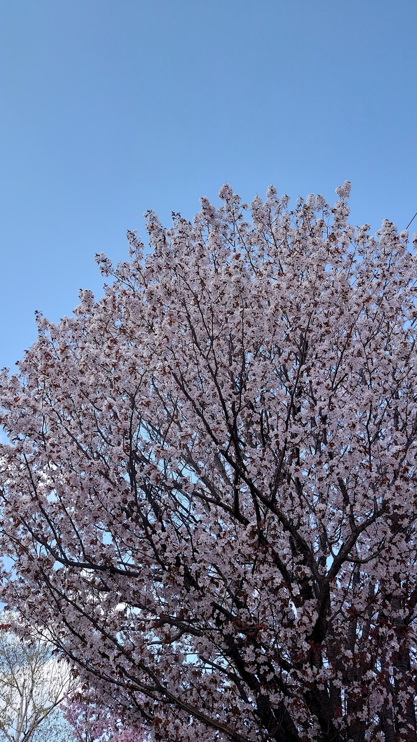 のはら かすみ