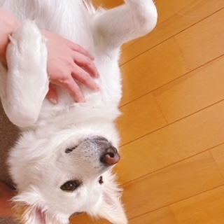京 さゆみ