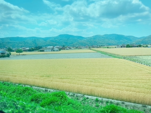 椎名 くるみ