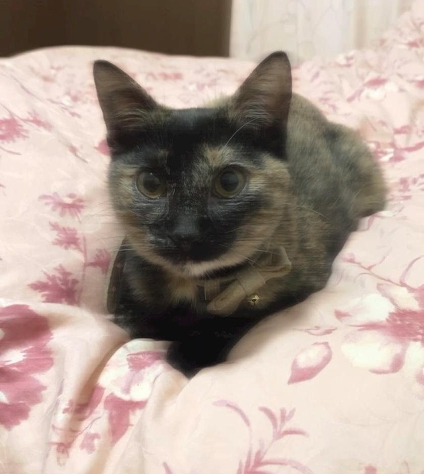 藤花 ゆの