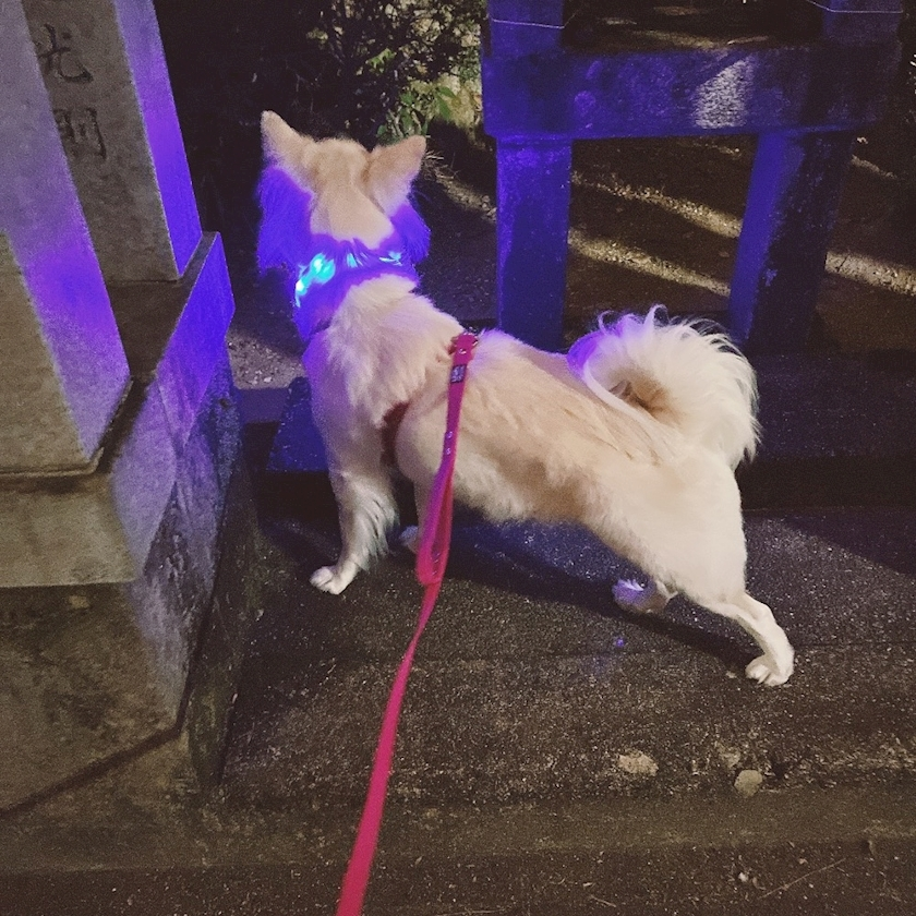 京 さゆみ