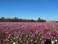 かおり