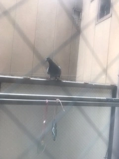 水咲 愛梨