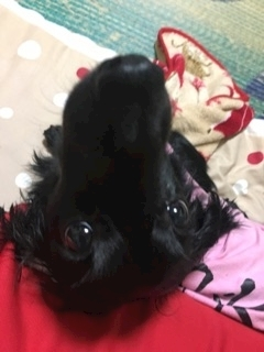 りえ