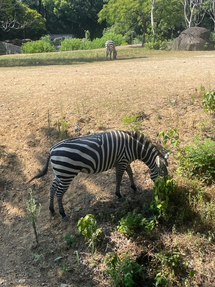 愛川 らん