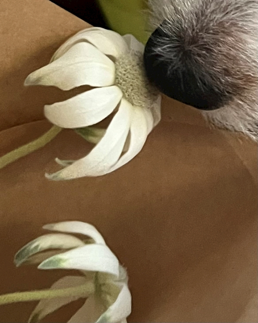 緑 四葉