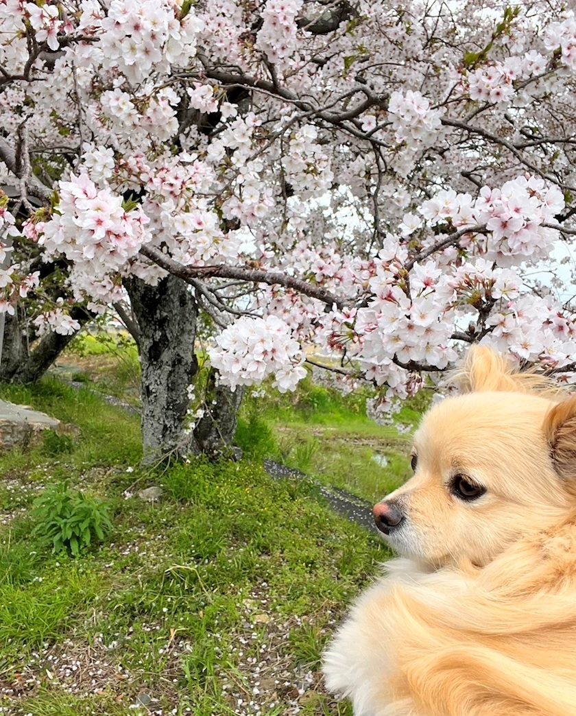 椎名 あき