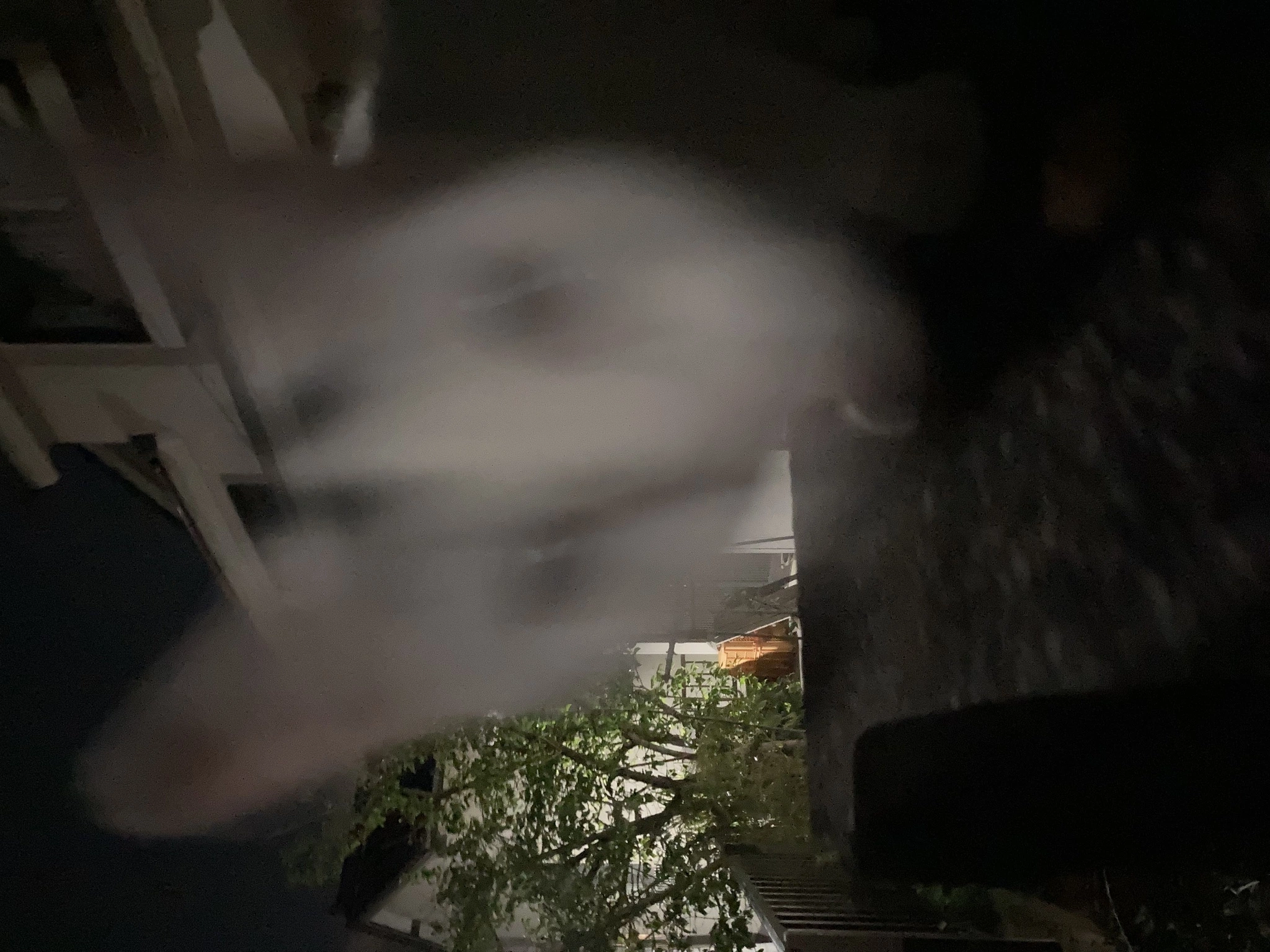はづき