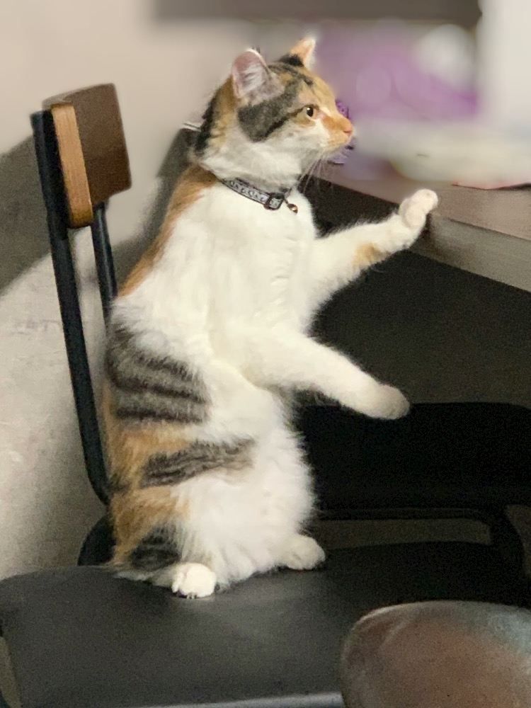 メイ