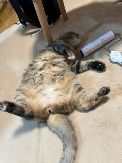 桐島 りゅう