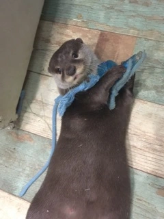りおな