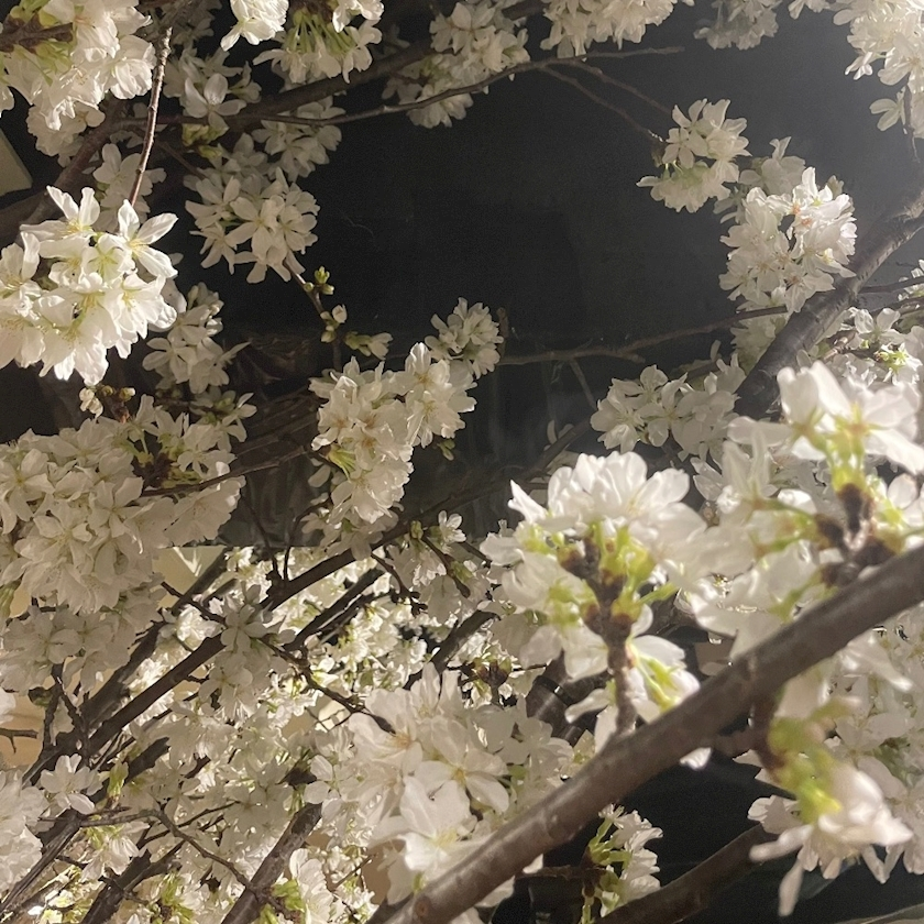ひじり