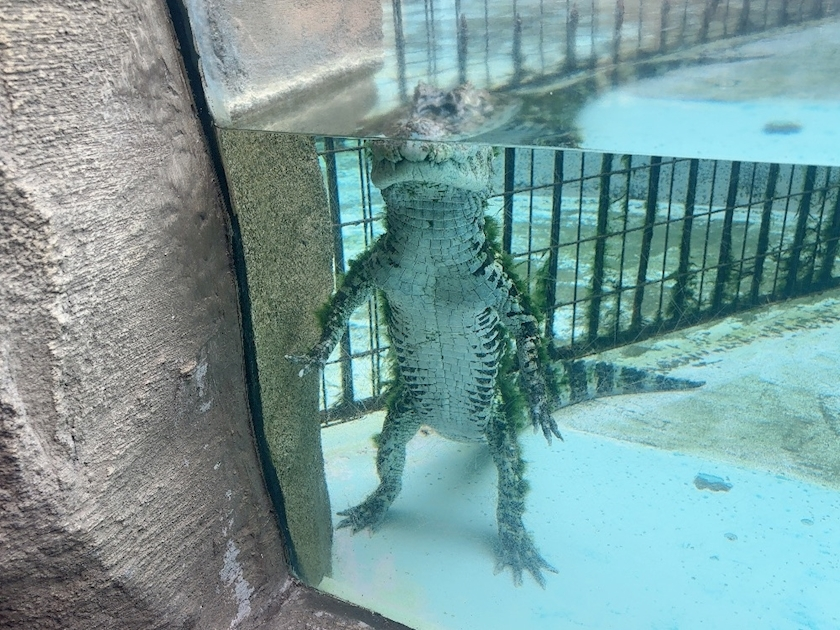 あすか