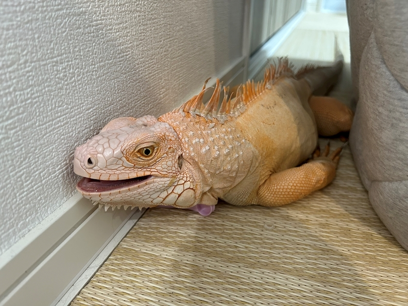 くるみ
