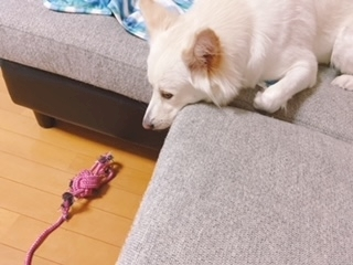 京 さゆみ