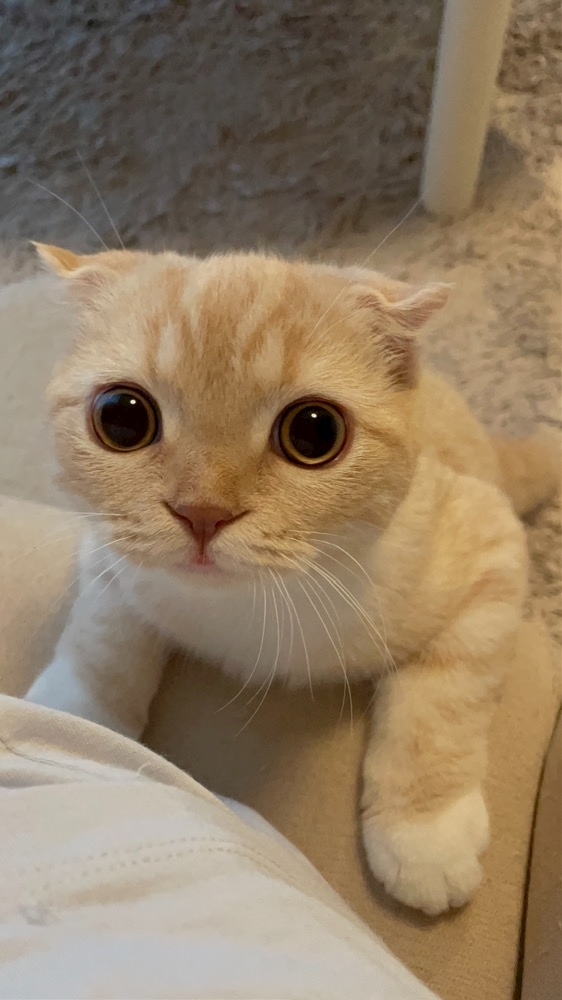 あおい