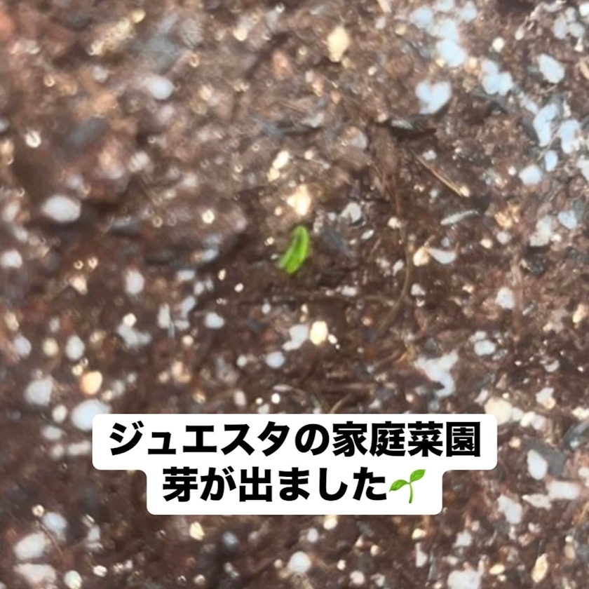 みや