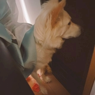 京 さゆみ