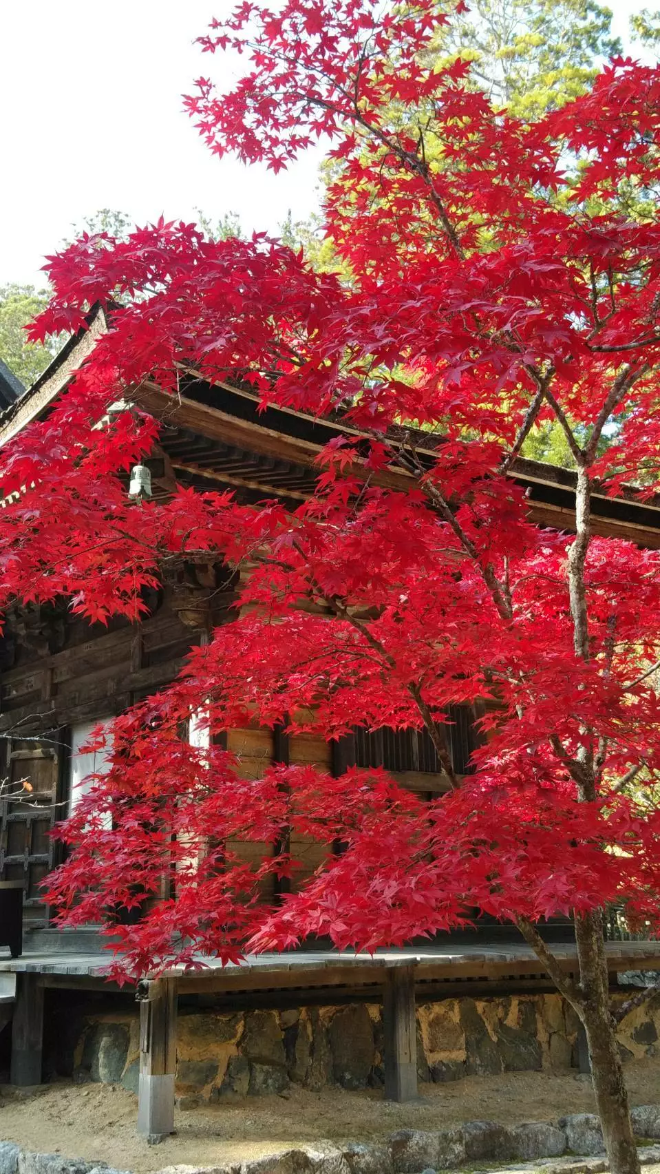 藤本 祐子ママ
