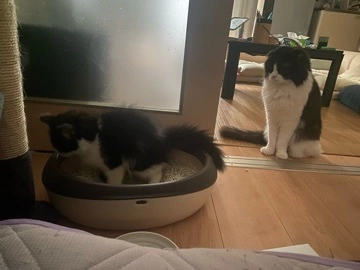 しほ