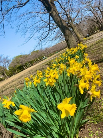 橘 美桜