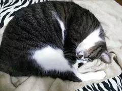 愛羽 仁美