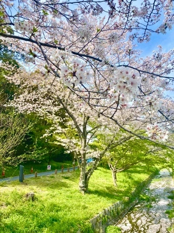 まき