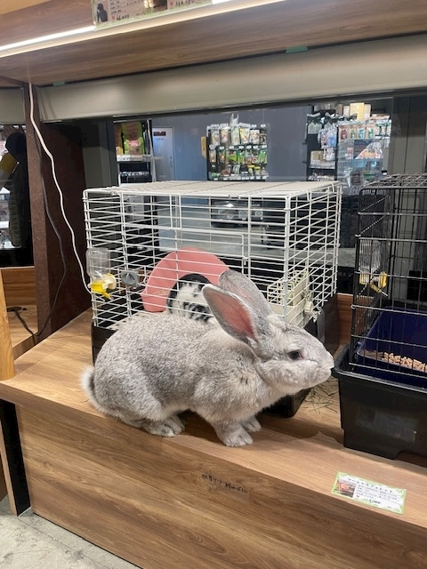 愛川 らん