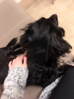 りえ
