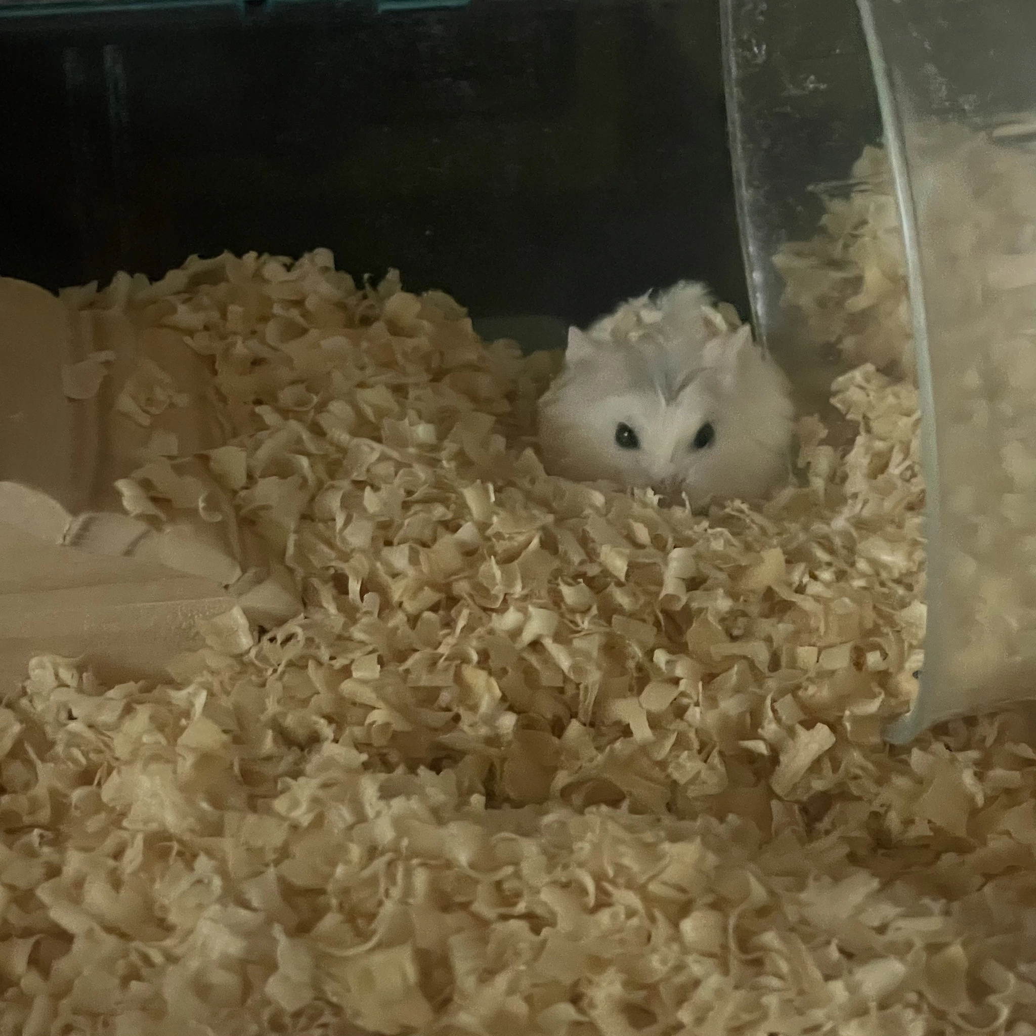 ちゃお