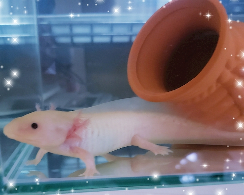 ミカ