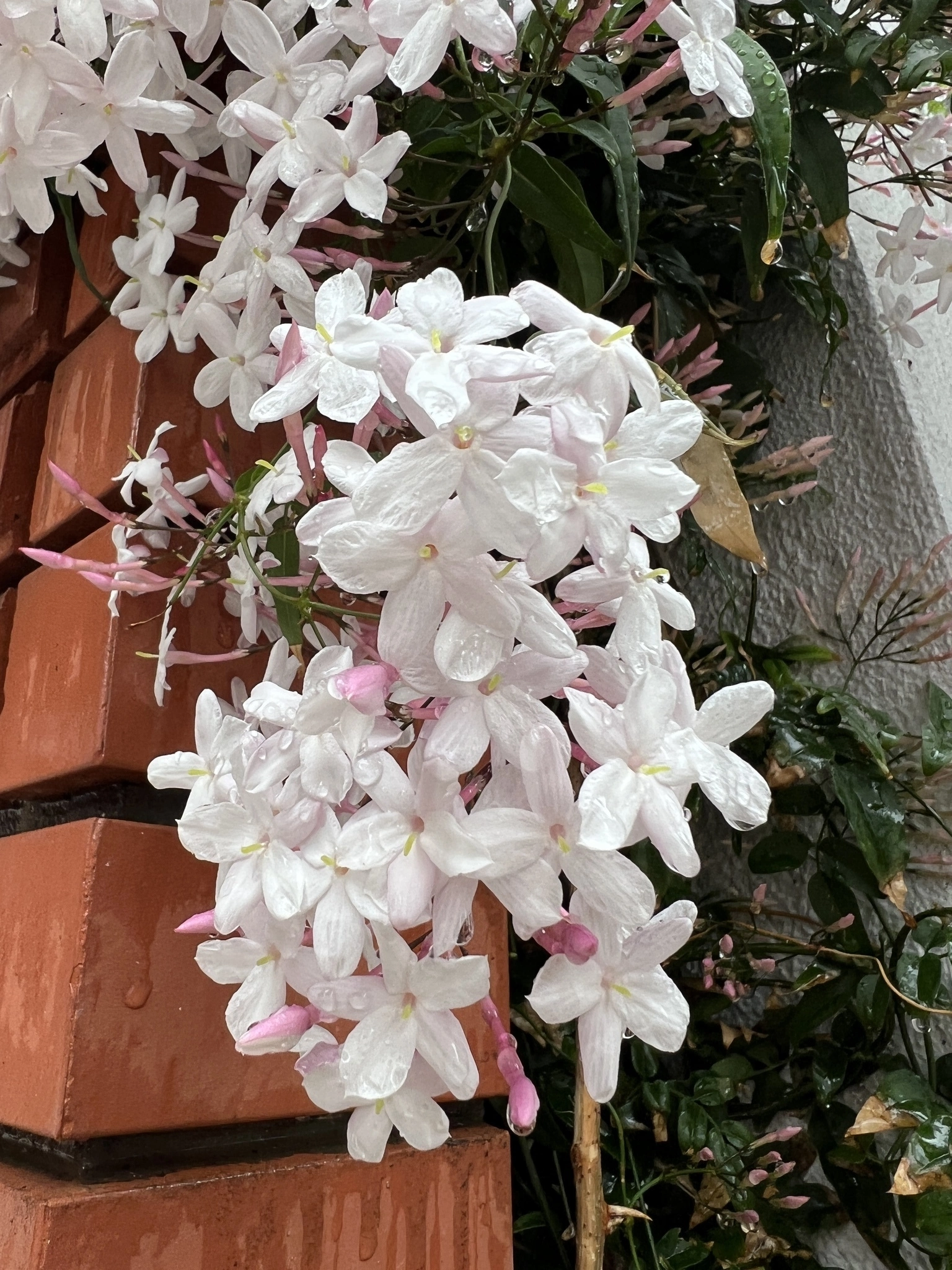 藤本 祐子ママ