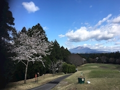 椿