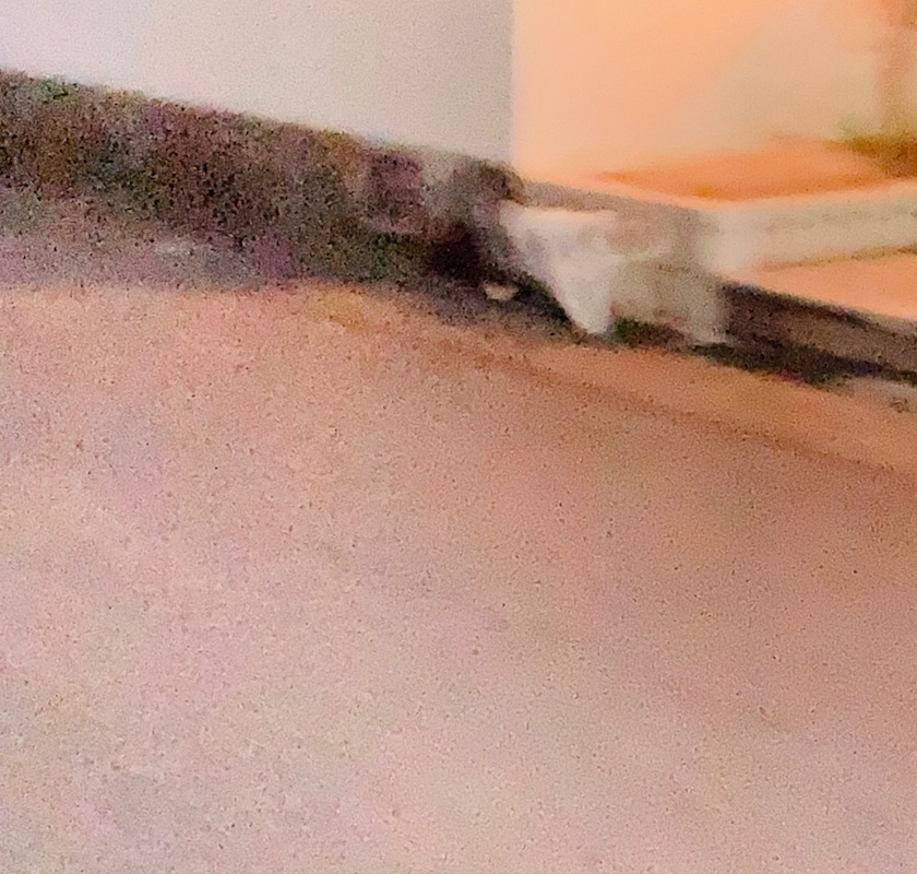 甘眠冠  しの