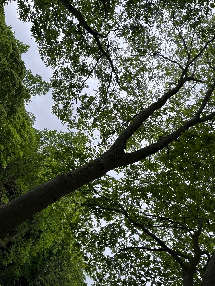もか