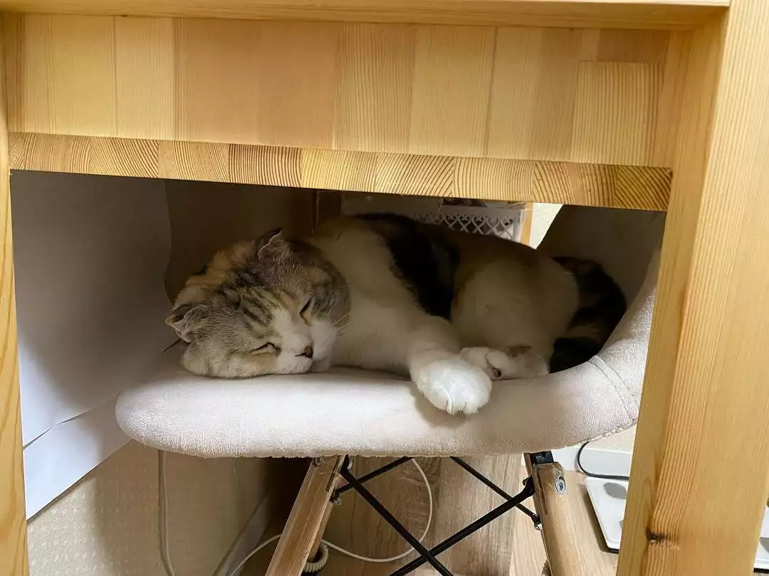 みつき