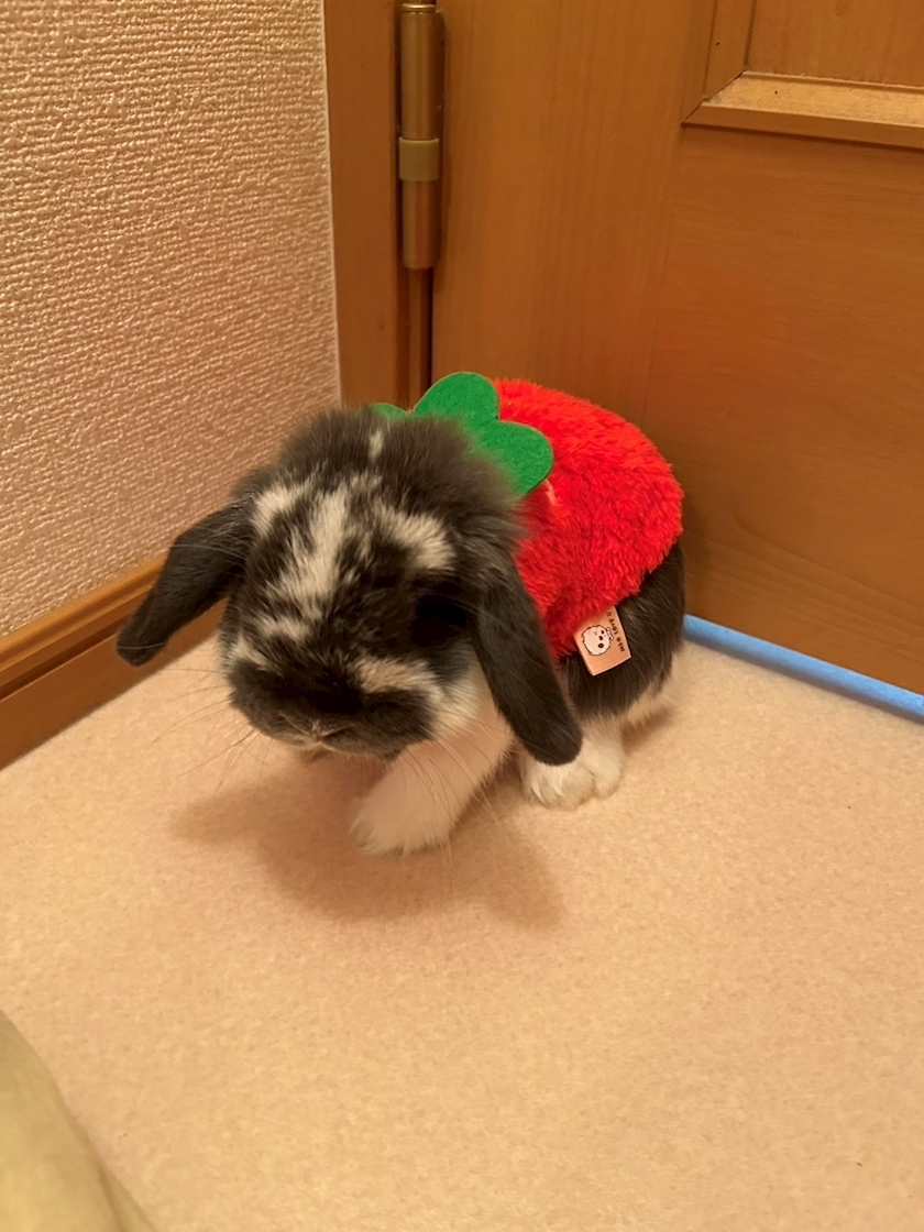 高槻 かえで