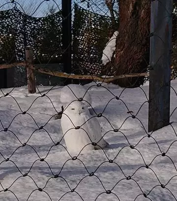 ひな