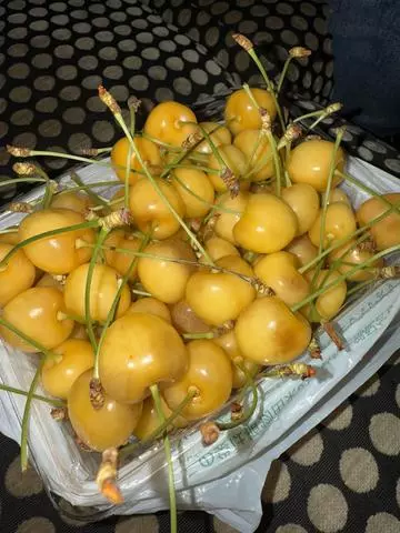 白石 愛莉