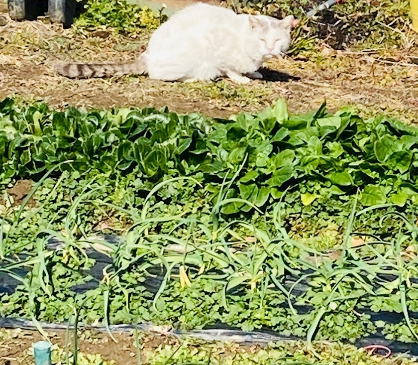 甘眠冠  しの