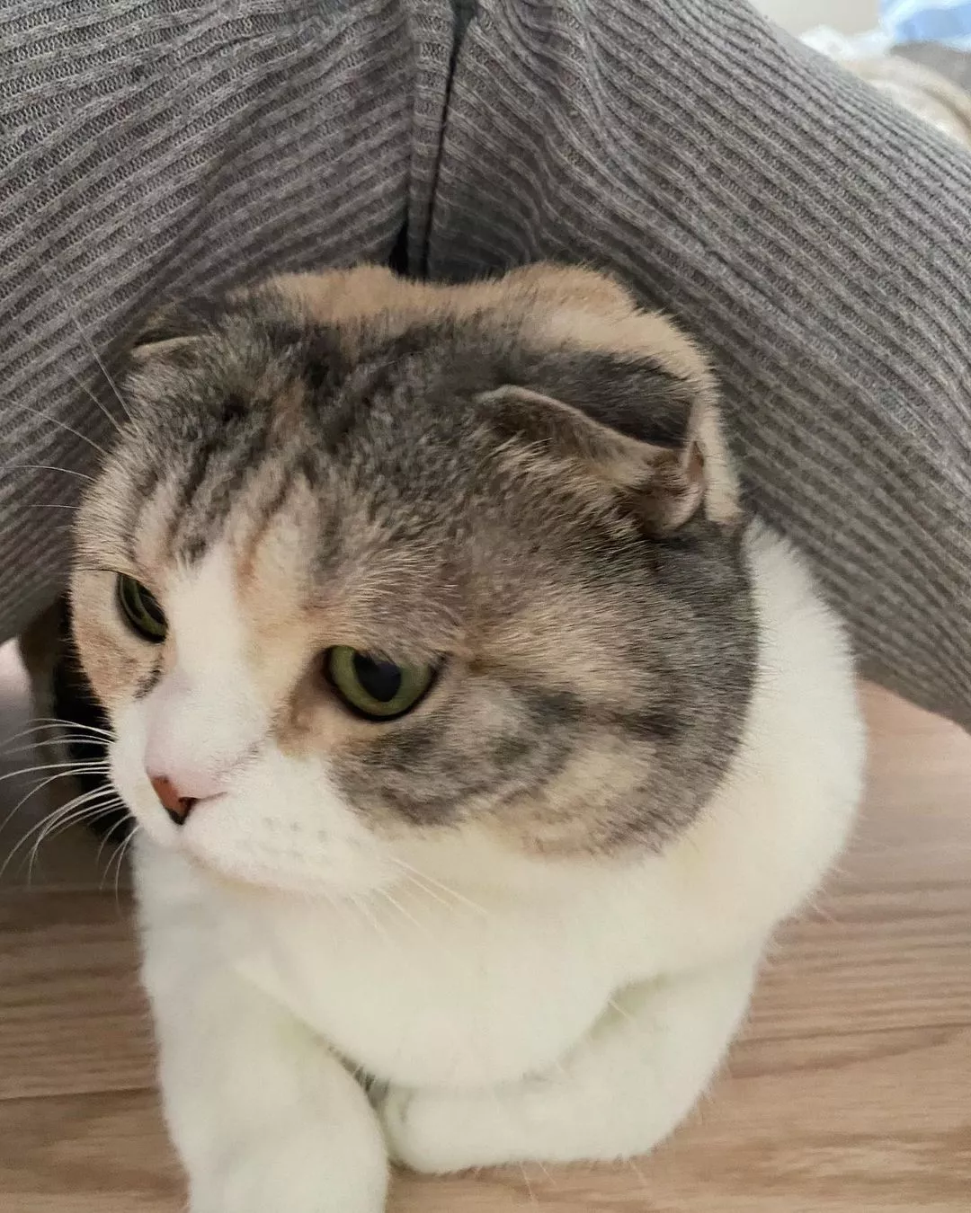 みつき