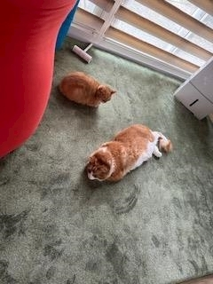桐島 りゅう